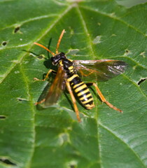 Tenthredo scrophulariae