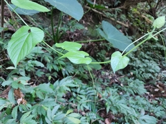 Thladiantha punctata