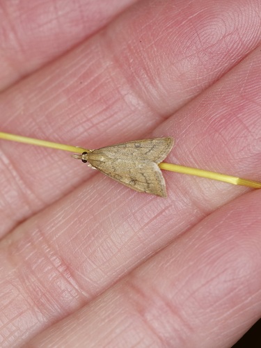 Celery Leaftier Moth photo 5