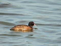 Heteronetta atricapilla