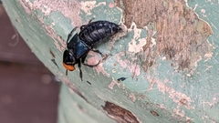 Creophilus erythrocephalus