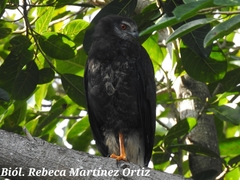 Geranospiza caerulescens