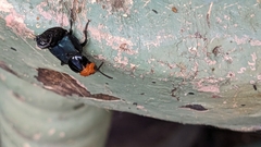 Creophilus erythrocephalus