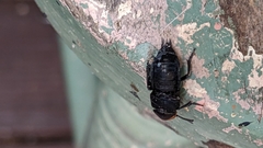 Creophilus erythrocephalus
