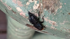 Creophilus erythrocephalus