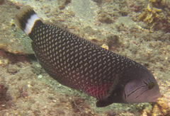 Novaculichthys taeniourus