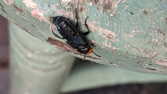 Creophilus erythrocephalus