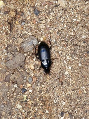 Aztecarpalus schaefferi