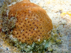 Plesiastrea versipora