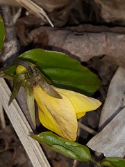 Viola xanthopetala