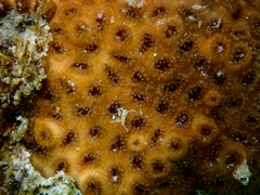 Plesiastrea versipora