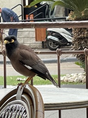 Acridotheres tristis