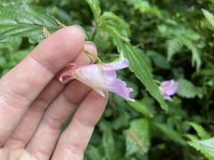 Impatiens uniflora