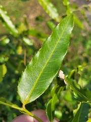 Putranjiva formosana