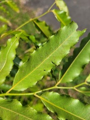 Putranjiva formosana