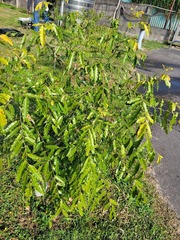 Putranjiva formosana