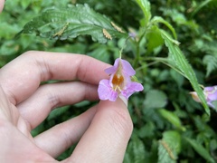Impatiens uniflora
