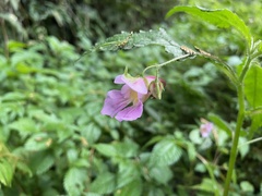Impatiens uniflora