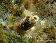 Parablennius