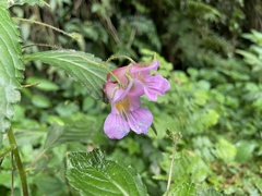 Impatiens uniflora