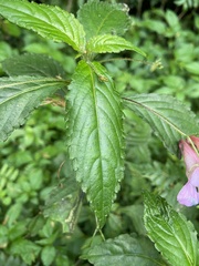 Impatiens uniflora