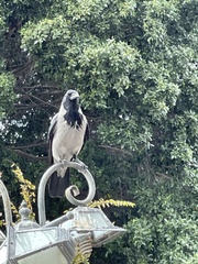 Corvus cornix