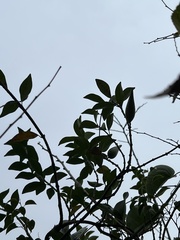 Strophanthus divaricatus