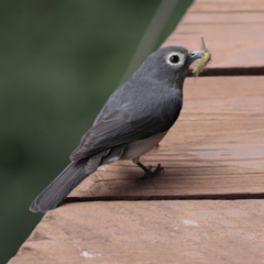 Melaenornis fischeri