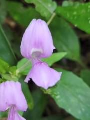 Dicliptera tinctoria