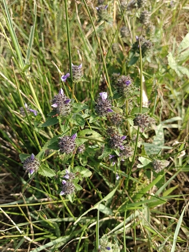 Image of Adenosma indiana by (c) renjus box, some rights reserved (CC BY)
