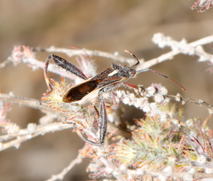 Mirperus jaculus