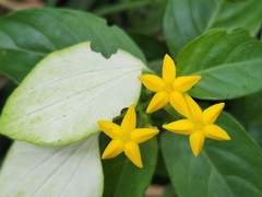 Mussaenda formosanum