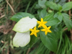 Mussaenda formosanum
