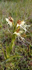 Habenaria