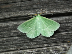 Geometra papilionaria