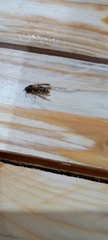 Polistes dominula