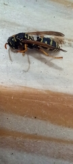 Polistes dominula