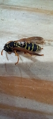Polistes dominula