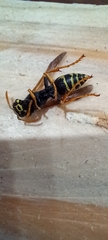 Polistes dominula