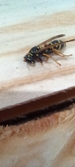 Polistes dominula