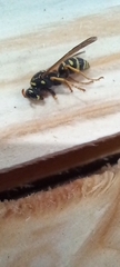 Polistes dominula