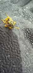 Polistes dominula