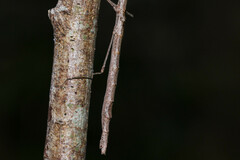 Cornicandovia australica
