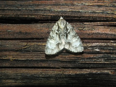 Acronicta strigosa