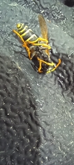 Polistes dominula
