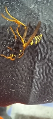 Polistes dominula