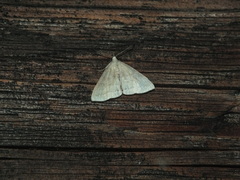 Pechipogo strigilata