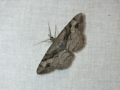 Alcis deversata