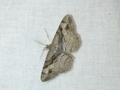 Alcis deversata