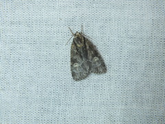 Acronicta strigosa